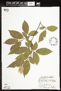 Ostrya virginiana image