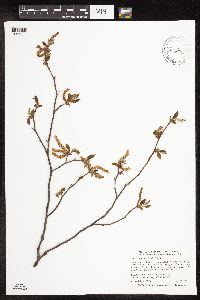 Ostrya virginiana image