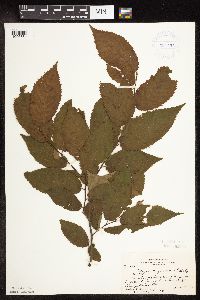 Ostrya virginiana image