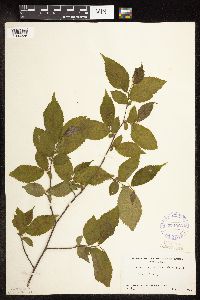 Ostrya virginiana image