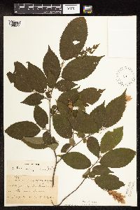 Ostrya virginiana image