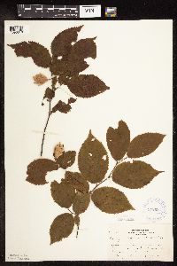 Ostrya virginiana image