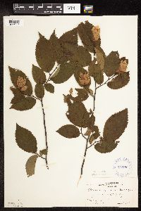 Ostrya virginiana image