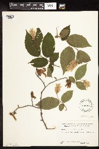 Ostrya virginiana image