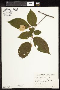 Ostrya virginiana image