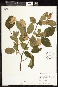 Ostrya virginiana image