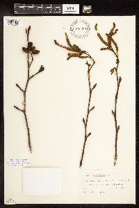 Alnus rhombifolia image