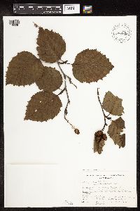 Alnus viridis subsp. sinuata image