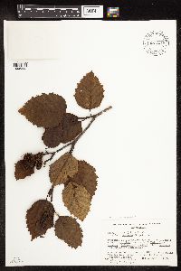 Alnus viridis subsp. sinuata image