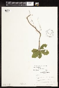 Quercus alba image
