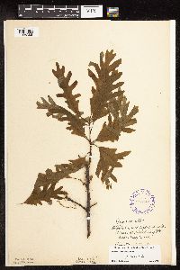 Quercus alba image