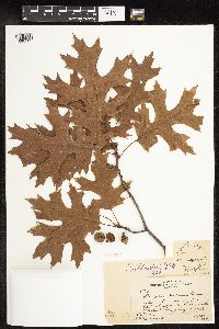 Quercus ellipsoidalis image