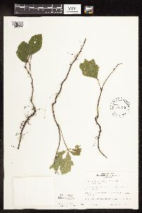 Quercus ellipsoidalis image