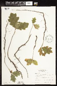 Quercus ellipsoidalis image