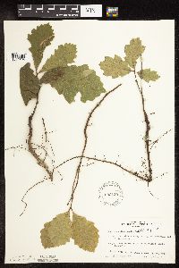 Quercus ellipsoidalis image