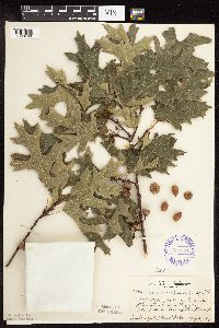 thumbnail image of current specimen