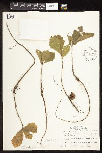 Quercus macrocarpa image