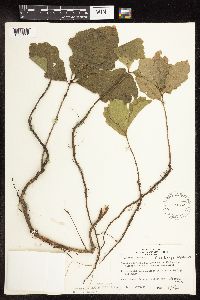 Quercus macrocarpa image