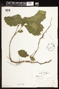 Quercus macrocarpa image