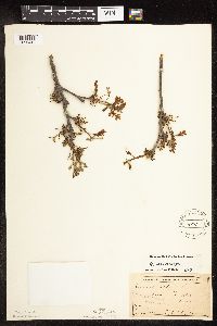 Quercus macrocarpa image