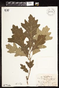 Quercus macrocarpa image