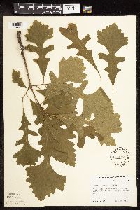 Quercus macrocarpa image