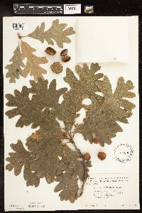 Quercus macrocarpa image