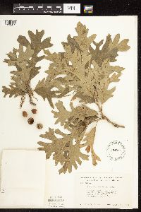 Quercus macrocarpa image