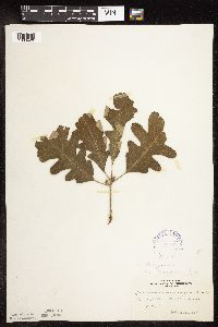 Quercus macrocarpa image