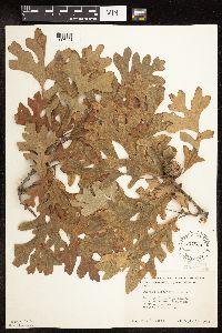 Quercus macrocarpa image