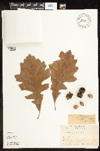 Quercus macrocarpa image