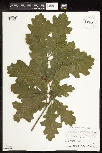 Quercus macrocarpa image