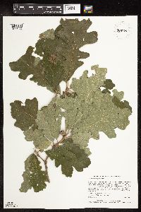Quercus macrocarpa image