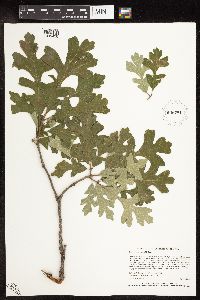 Quercus macrocarpa image