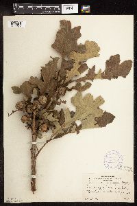 Quercus macrocarpa image