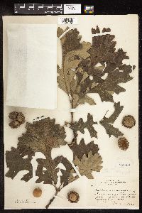 Quercus macrocarpa image