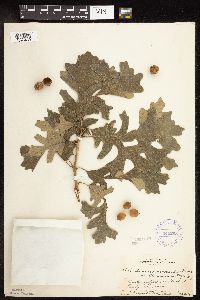 Quercus macrocarpa image
