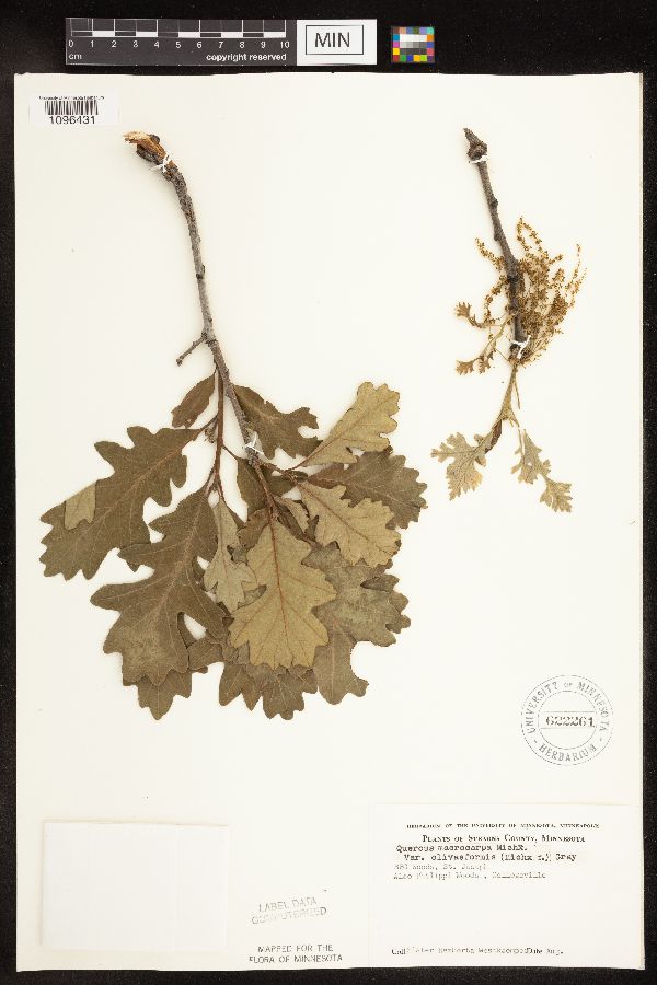 Quercus macrocarpa image