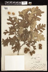 Quercus macrocarpa image