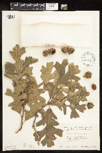 Quercus macrocarpa image