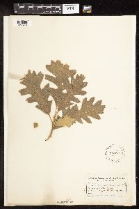 Quercus macrocarpa image