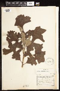 Quercus macrocarpa image