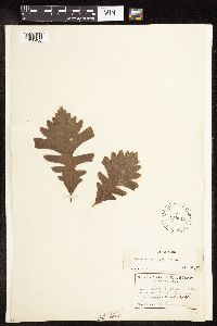 Quercus macrocarpa image