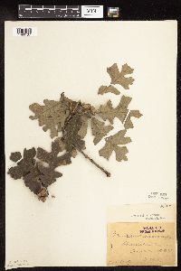 Quercus macrocarpa image