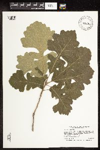 Quercus macrocarpa image