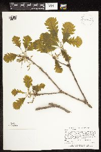 Quercus macrocarpa image