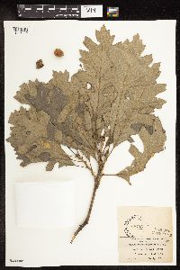 Quercus macrocarpa image