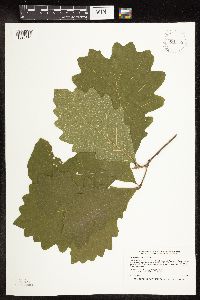 Quercus macrocarpa image