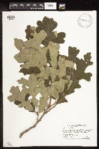 Quercus macrocarpa image