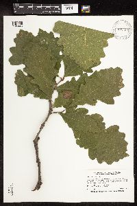 Quercus macrocarpa image